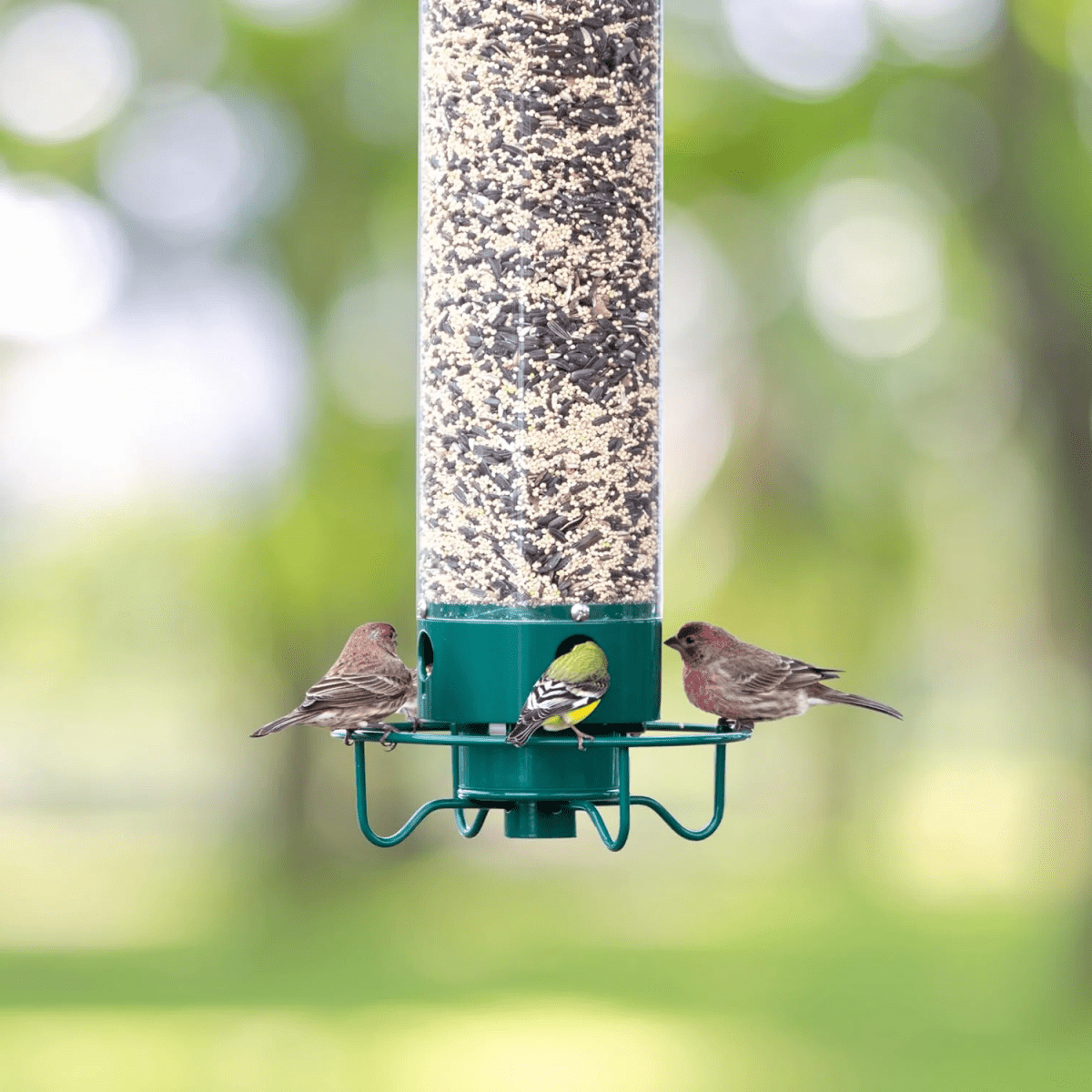 Skorter | FEEDERGUARD – Squirrel-Proof Birdhouse for the Garden