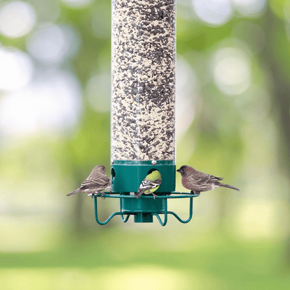 Skorter | FEEDERGUARD – Squirrel-Proof Birdhouse for the Garden
