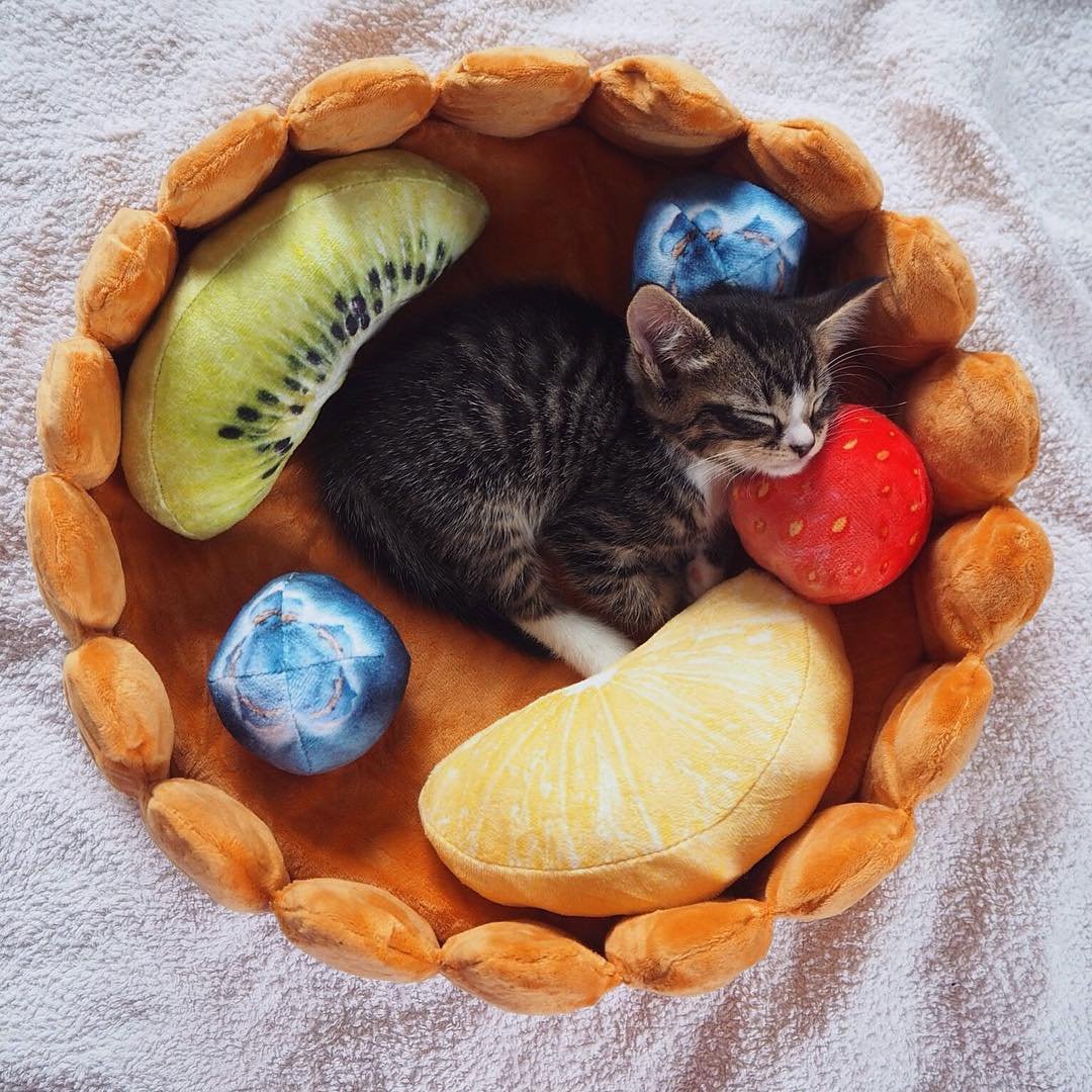 Skorter | Fruit tart Cat bed