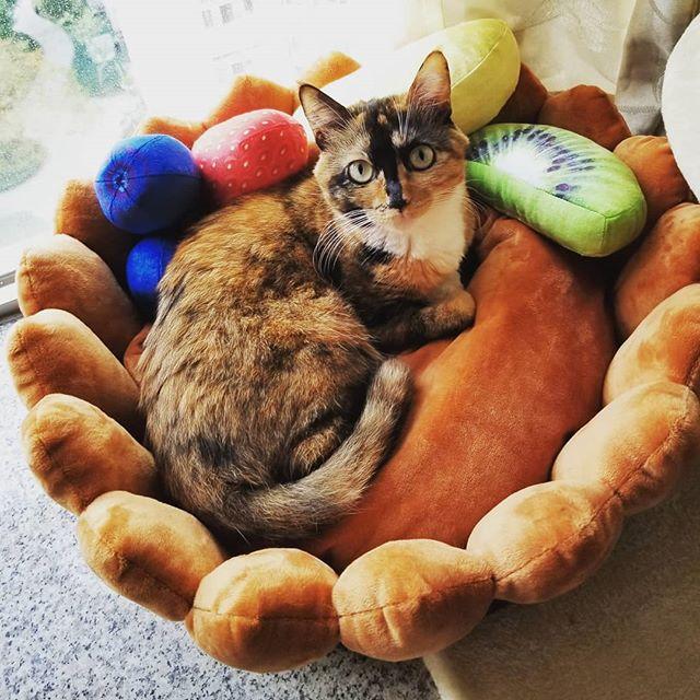 Skorter | Fruit tart Cat bed