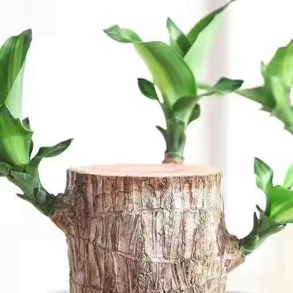 Skorter | Brazilian Lucky Wood Plant – Indoor Air-Purifying & Good Fortune Décor