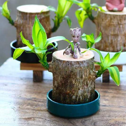 Skorter | Brazilian Lucky Wood Plant – Indoor Air-Purifying & Good Fortune Décor
