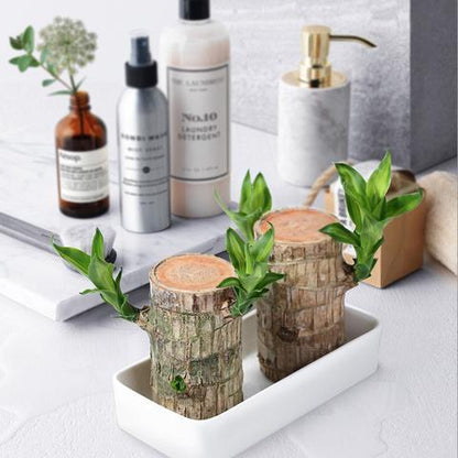 Skorter | Brazilian Lucky Wood Plant – Indoor Air-Purifying & Good Fortune Décor