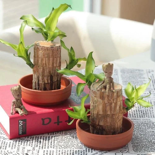 Skorter | Brazilian Lucky Wood Plant – Indoor Air-Purifying & Good Fortune Décor