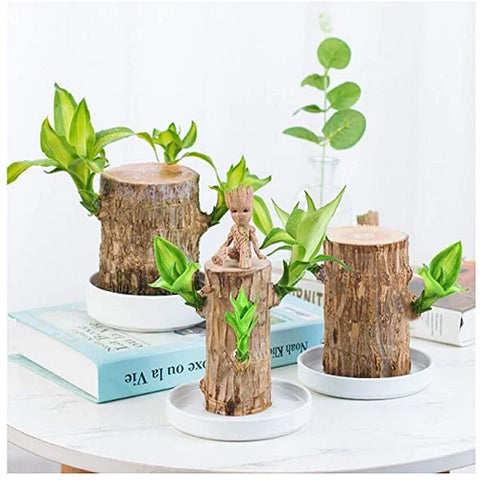 Skorter | Brazilian Lucky Wood Plant – Indoor Air-Purifying & Good Fortune Décor