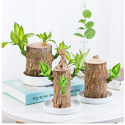 Skorter | Brazilian Lucky Wood Plant – Indoor Air-Purifying & Good Fortune Décor