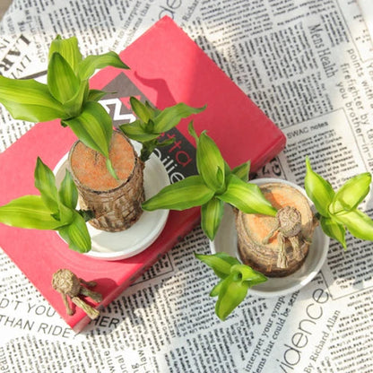 Skorter | Brazilian Lucky Wood Plant – Indoor Air-Purifying & Good Fortune Décor