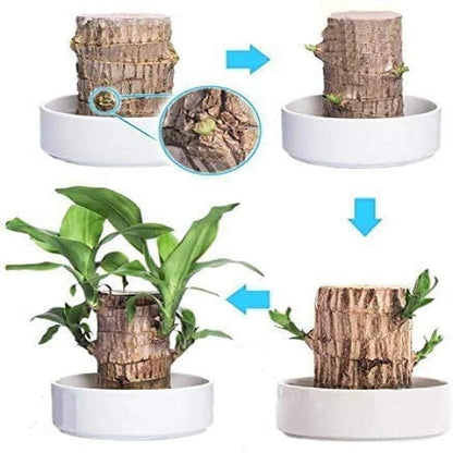 Skorter | Brazilian Lucky Wood Plant – Indoor Air-Purifying & Good Fortune Décor