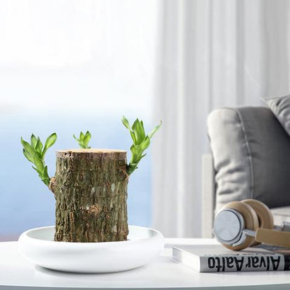 Skorter | Brazilian Lucky Wood Plant – Indoor Air-Purifying & Good Fortune Décor