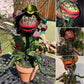 Realistic Piranha Plant Garden Decor - SKØRTER
